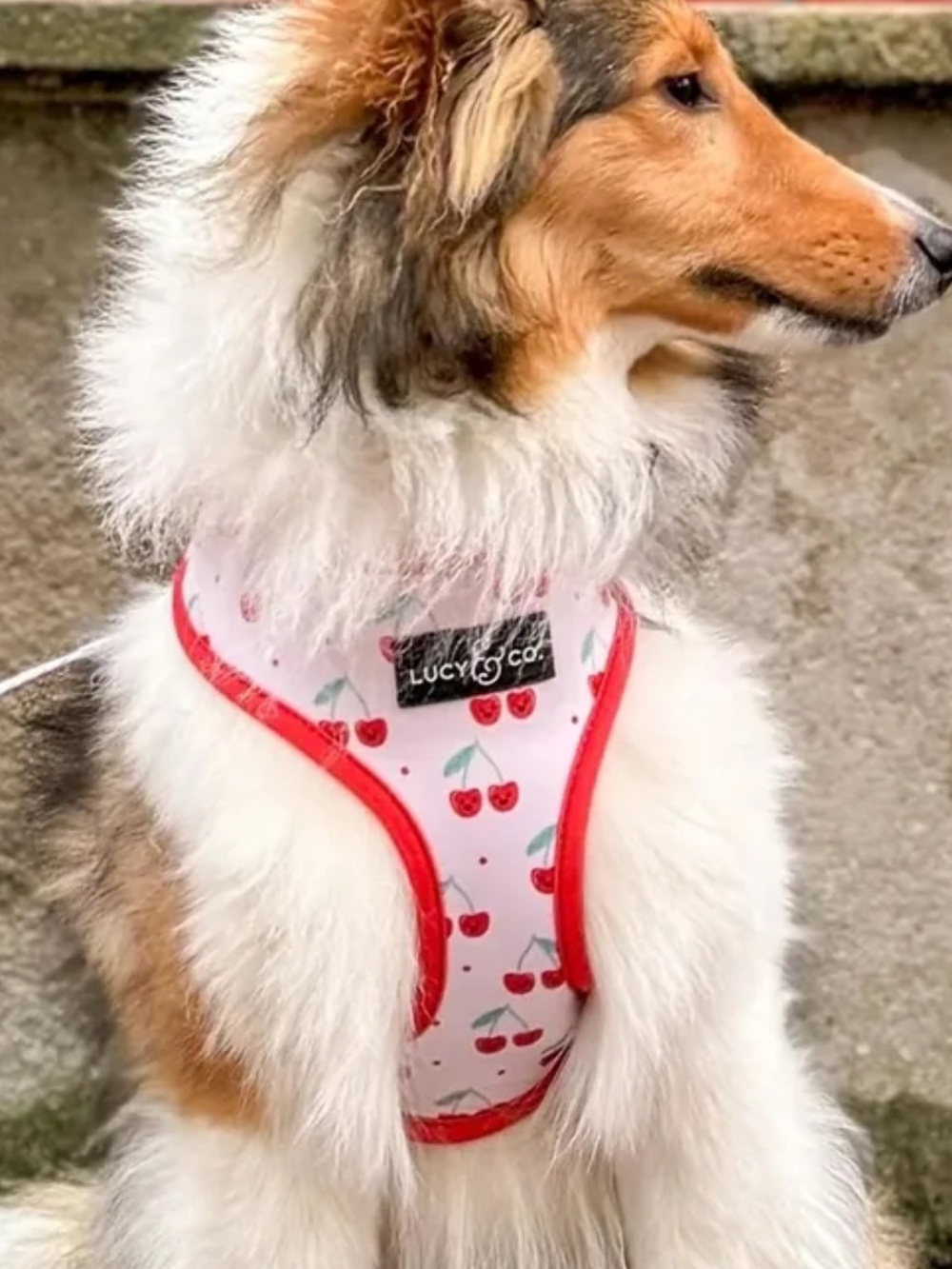 Lucy and Co Dog Harness, small NWOT